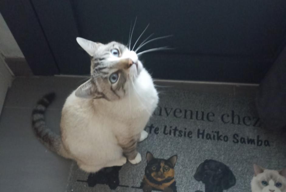 Disappearance alert Cat Male , 4 years Sèvremoine France Disappearance alert Cat Male , 4 years Sèvremoine France