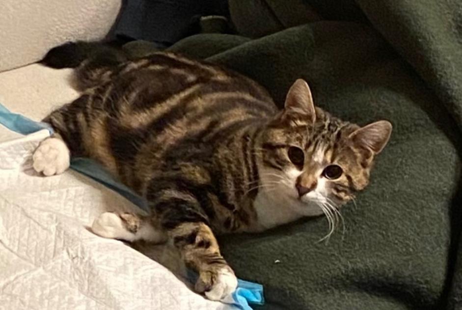 Alerte Disparition Chat Mâle , 3 ans Trélazé France