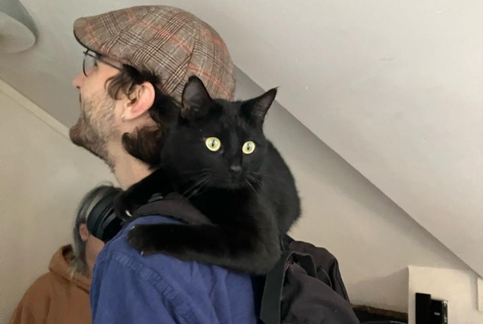 Avviso Ritrovamento Gatto Maschio Angers Francia Avviso Ritrovamento Gatto Maschio Angers Francia